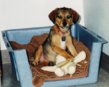 Chloe as a puppy