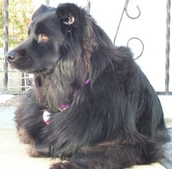 Jetta